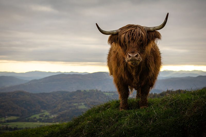 Majestic Highland Cow art print by Peter Voljc for $57.95 CAD