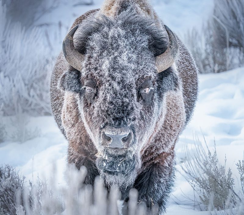 Frosty Bison Portrait art print by Yuan Su for $57.95 CAD