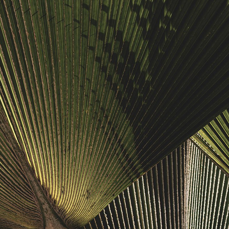 Radiant Palm Leaf art print by Stephanie Klatt for $57.95 CAD