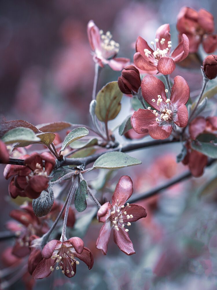 Dreamy Spring Blossoms art print by Stephanie Klatt for $57.95 CAD