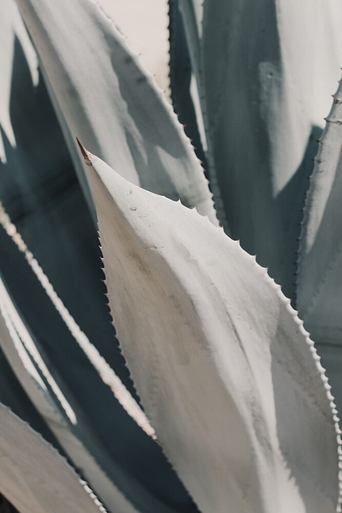 Blue Agave Leaves art print by Stephanie Klatt for $57.95 CAD