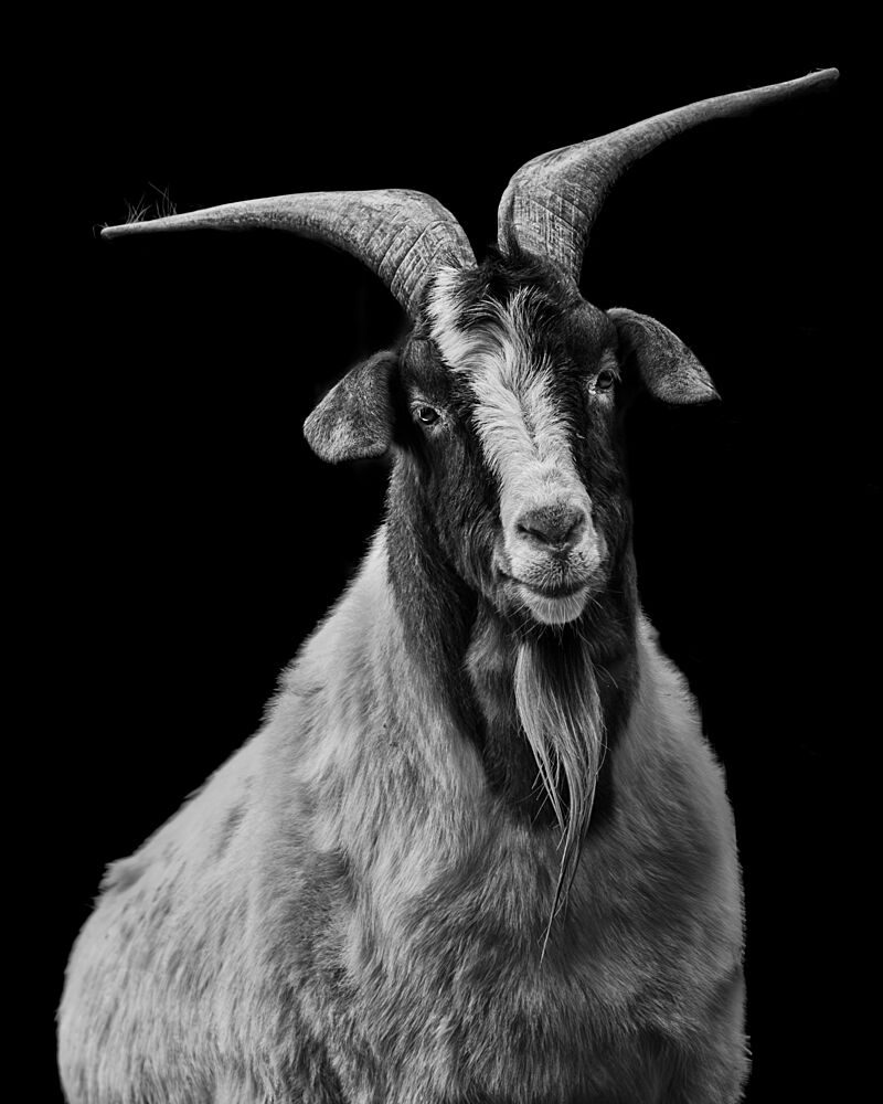 Majestic Billy Goat art print by Eiji Yamamoto for $57.95 CAD