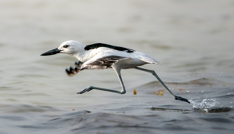 Running Shorebird Splash art print by Wagdy for $57.95 CAD