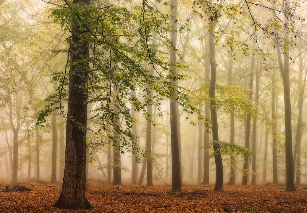 Misty Autumn Forest art print by Hilda van der Lee for $57.95 CAD