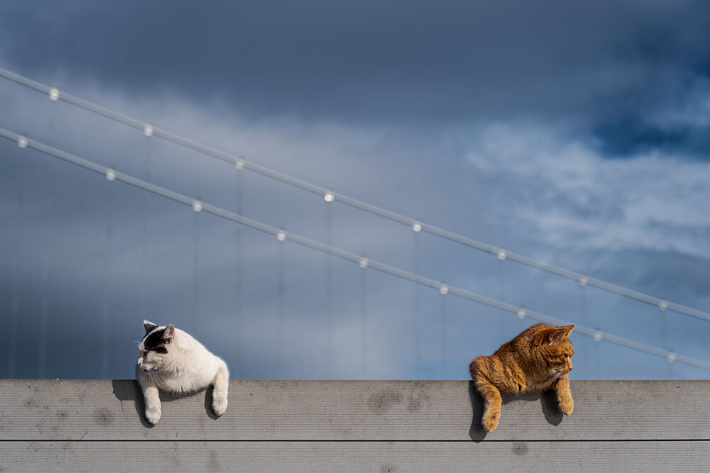 Feline Friends on Bridge art print by Turgan Gurmen for $57.95 CAD