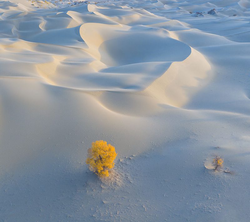 Yellow Tree Desert Dunes art print by Bingo Z for $57.95 CAD