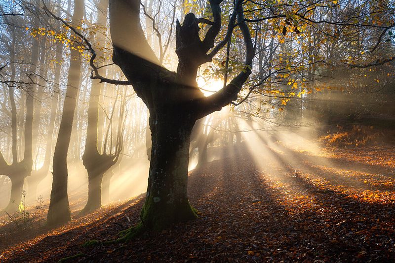 Golden Misty Forest art print by Hector Prada for $57.95 CAD