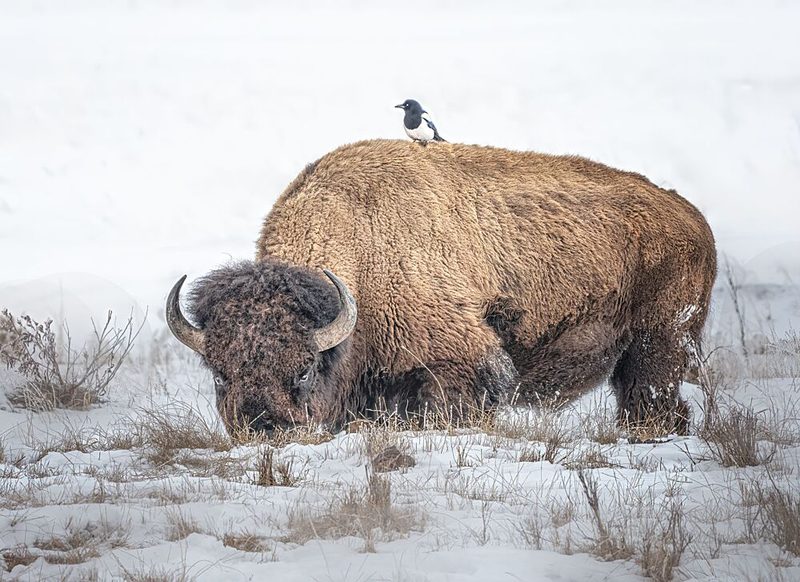 Bison and Magpie in Snow art print by Yuan Su for $57.95 CAD