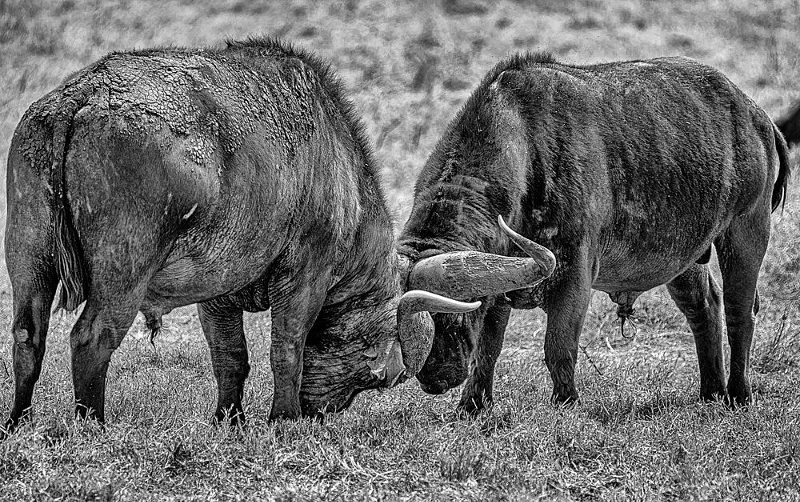 Wildebeest Clash art print by Jois Domont for $57.95 CAD