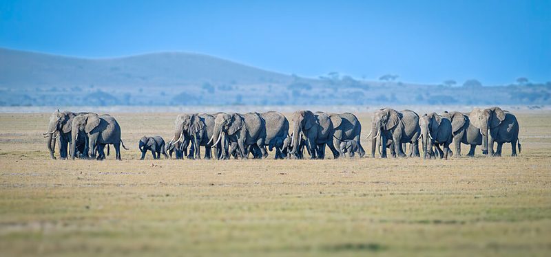 African Elephant Herd art print by Jeffrey C. Sink for $57.95 CAD
