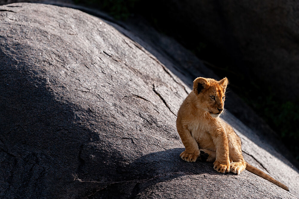 Baby Lion on Rock art print by Massimo Felici for $57.95 CAD