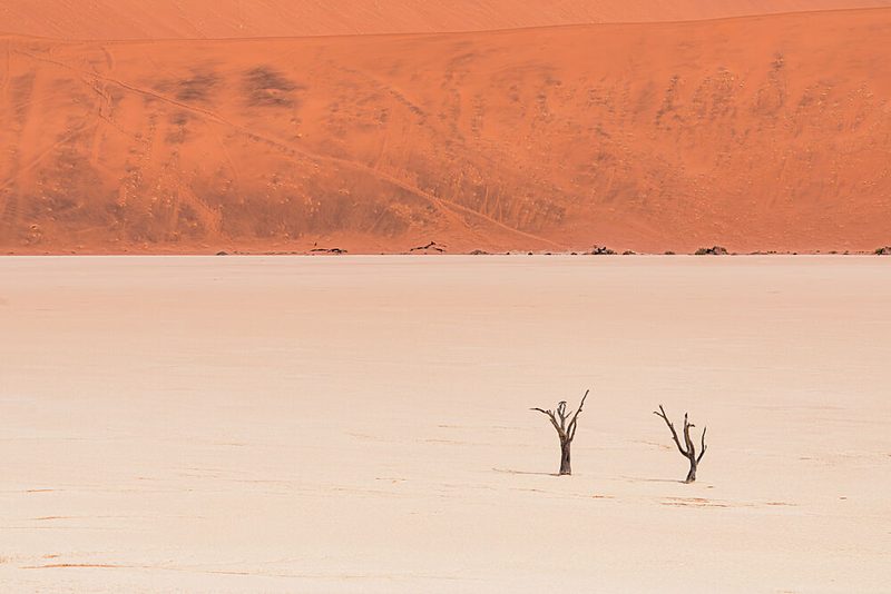 Desert Dunes and Trees art print by Marco Tagliarino for $57.95 CAD