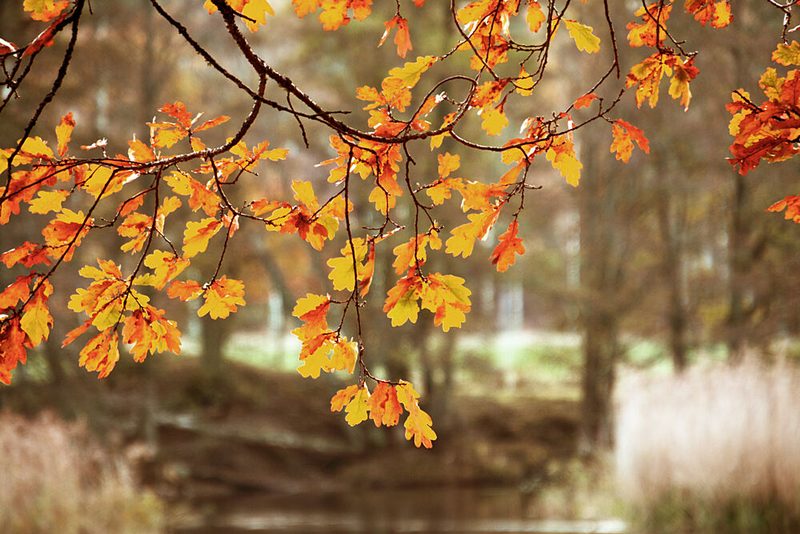 Golden Autumn Oak Leaves art print by Christina Sillen for $57.95 CAD