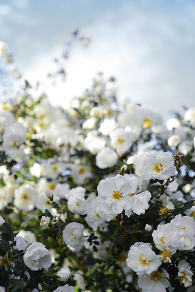 Blooming White Roses art print by Christina Sillen for $57.95 CAD