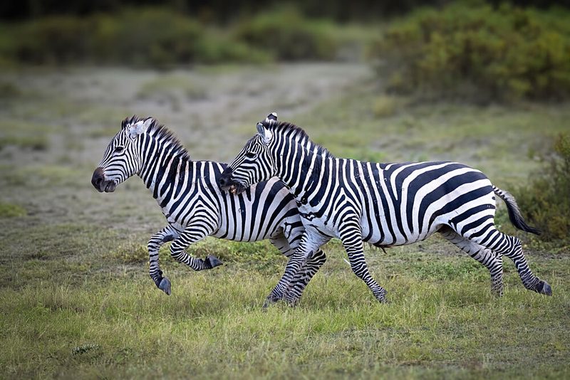 Playful Zebras Running art print by Mark Strom for $57.95 CAD
