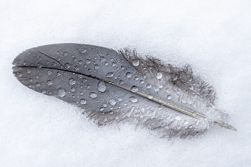 Frozen Feather Drops art print by Lars Hylleberg for $57.95 CAD