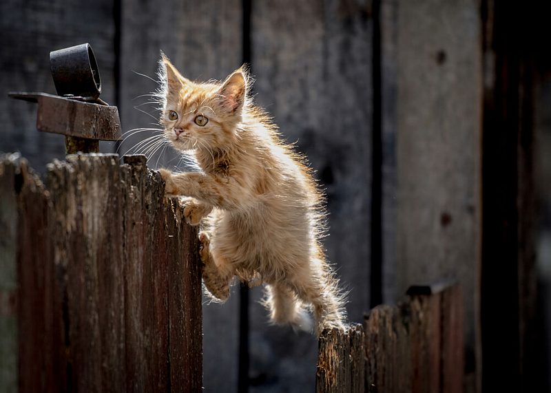 Golden Hour Kitten art print by Cristian Pavel for $57.95 CAD