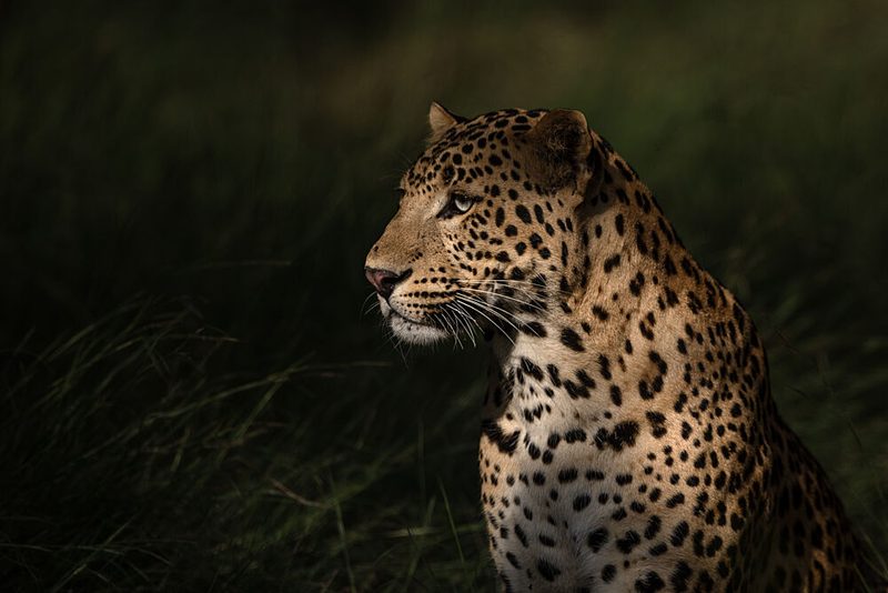 Wild Leopard Profile art print by Lokesh Kumar Rastogi for $57.95 CAD