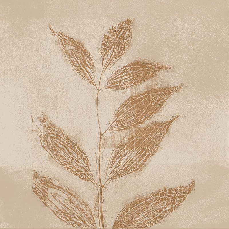 Sepia Botanical Study art print by Dina Dankers for $57.95 CAD
