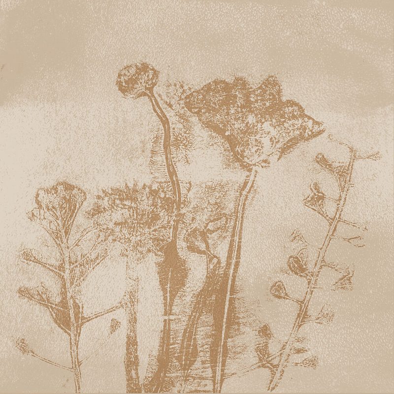 Delicate Sepia Botanicals art print by Dina Dankers for $57.95 CAD