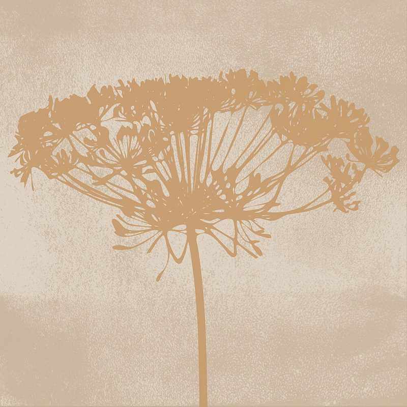 Dill Botanical Silhouette art print by Dina Dankers for $57.95 CAD