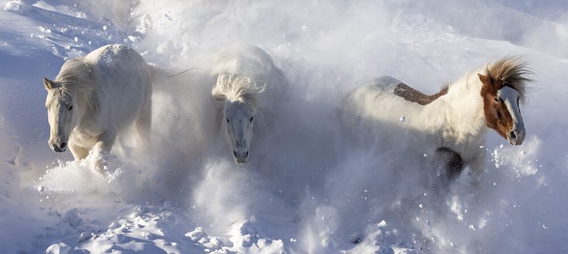 Galloping Snow Horses art print by Sally Widjaja for $57.95 CAD
