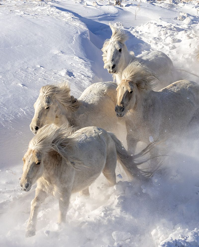 Galloping Snow Horses art print by Sally Widjaja for $57.95 CAD