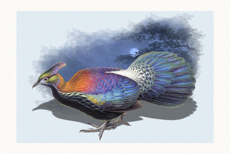 Iridescent Monal Night Bird art print by Marja van den Hurk for $57.95 CAD