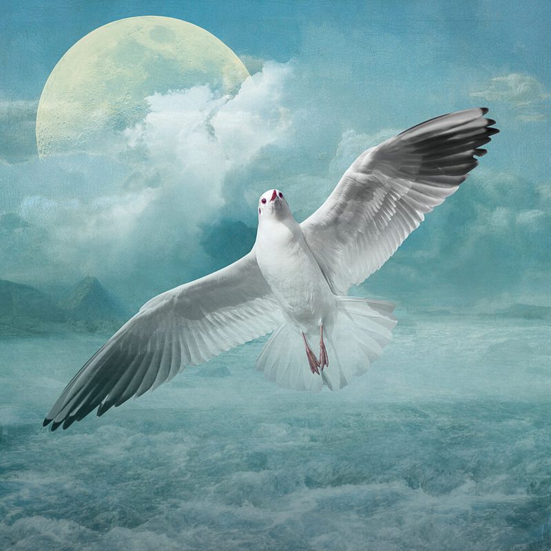 Of Seagulls and Seas art print by Marja van den Hurk for $57.95 CAD