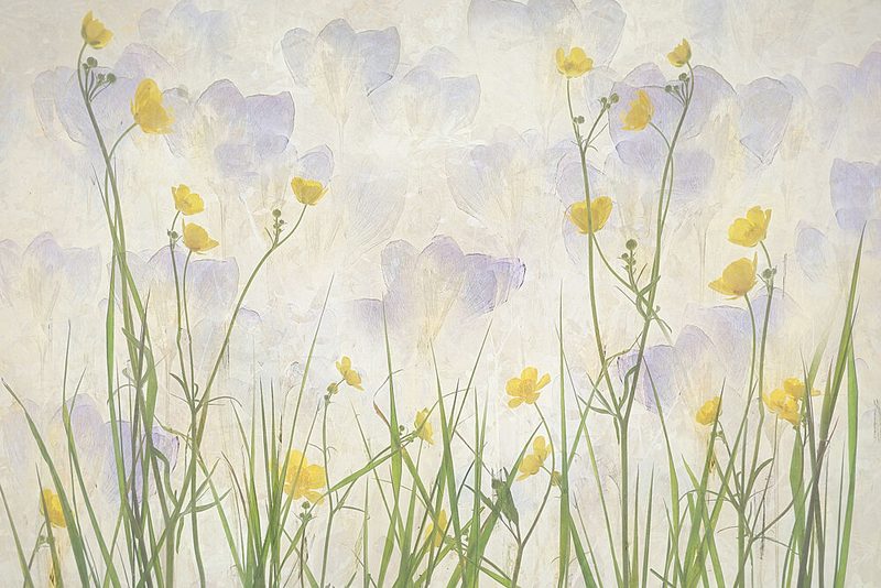 Crocuses Bloom art print by Nel Talen for $57.95 CAD