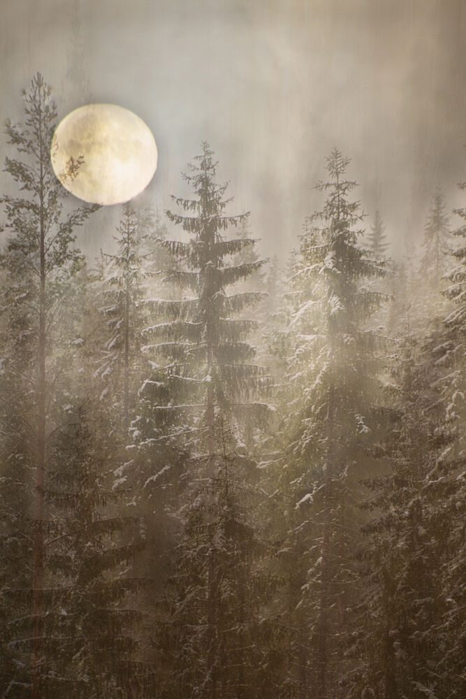Moonlit Winter Forest art print by Christina Sillen for $57.95 CAD