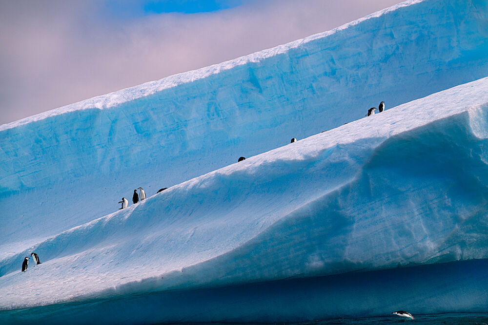 Penguins on Blue Ice art print by Wenjin Yu for $57.95 CAD