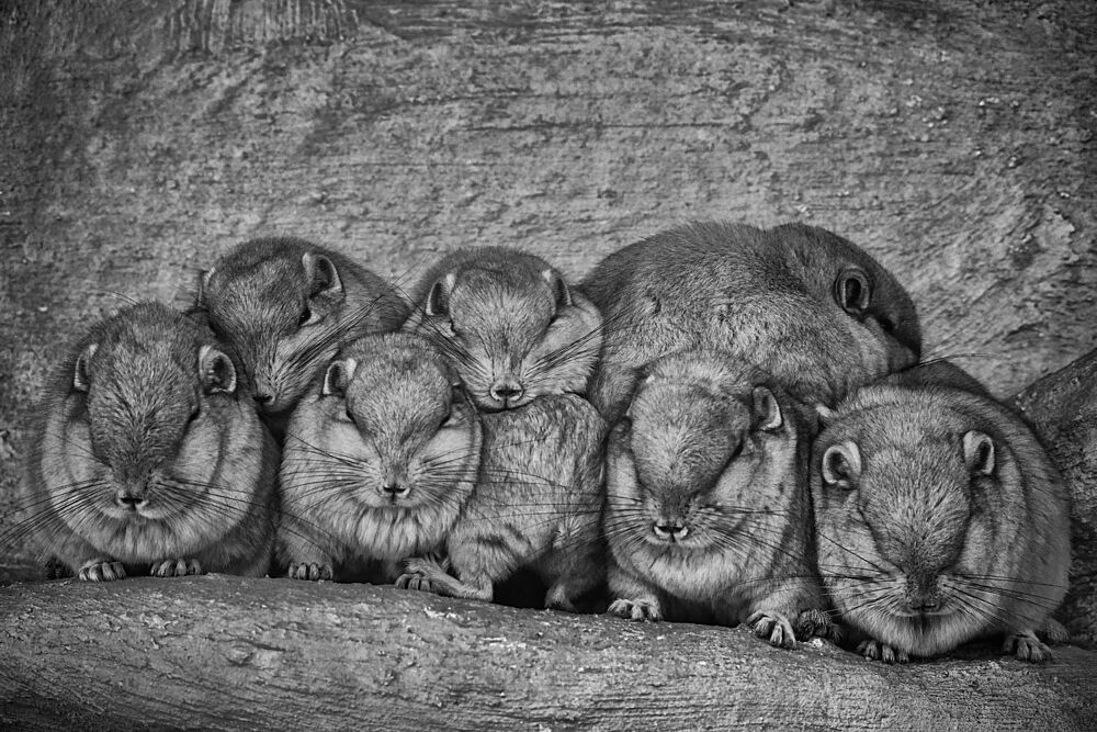Resting Rock Hyraxes art print by Andrej Nagode for $57.95 CAD