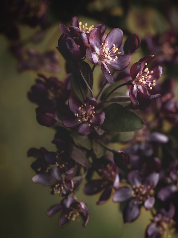 Deep Violet Blossoms art print by Stephanie Klatt for $57.95 CAD