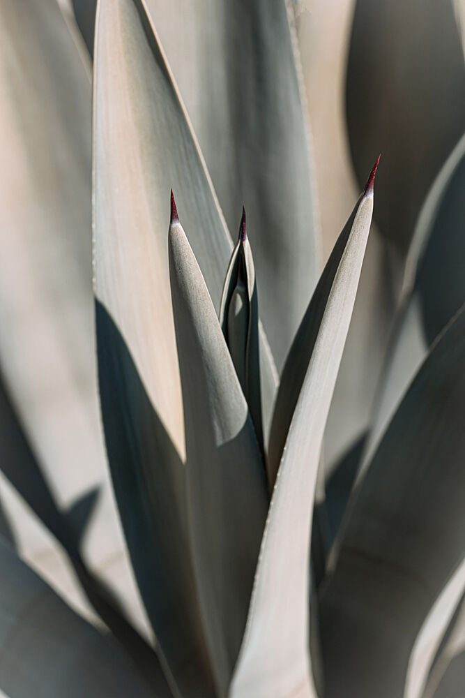 Agave Plant Spikes art print by Stephanie Klatt for $57.95 CAD