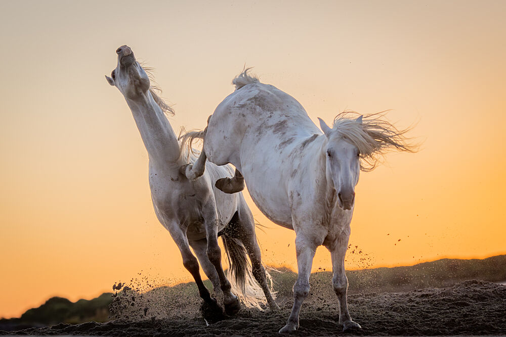 Wild Horses Golden Hour art print by Dirk Koster for $57.95 CAD