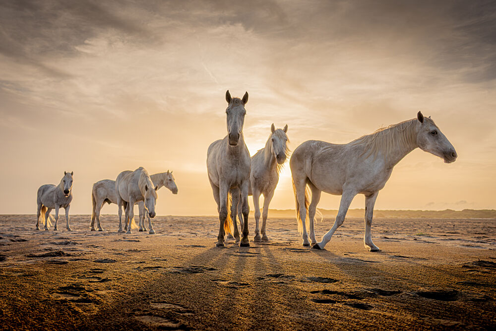 White Horses Golden Light art print by Dirk Koster for $57.95 CAD