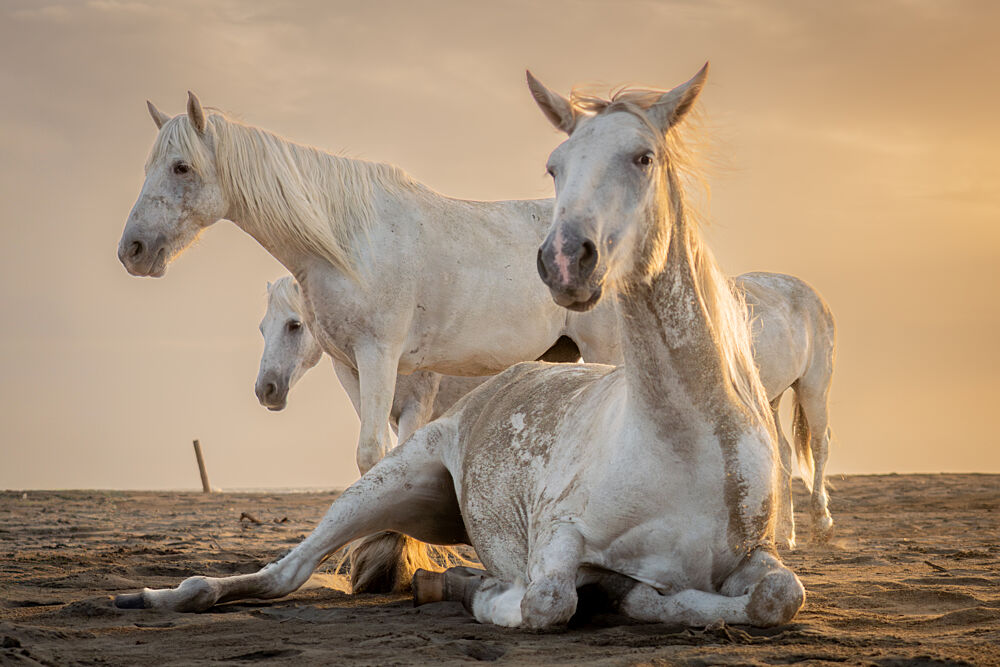 White Horses Golden Hour art print by Dirk Koster for $57.95 CAD