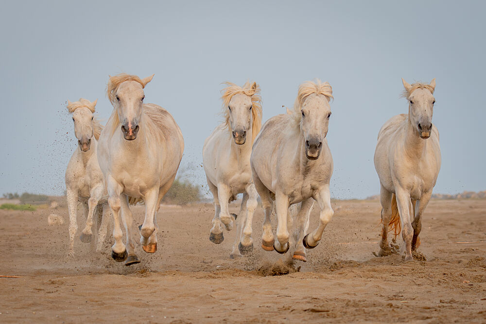 Wild White Horses Running art print by Dirk Koster for $57.95 CAD
