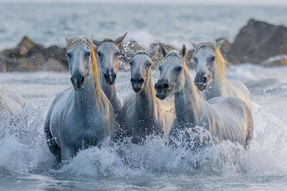 Wild White Horses art print by Dirk Koster for $57.95 CAD
