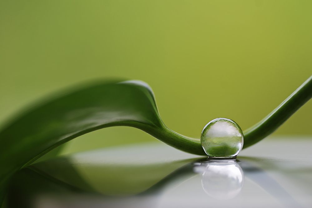 Green Harmony art print by Heidi Westum for $57.95 CAD