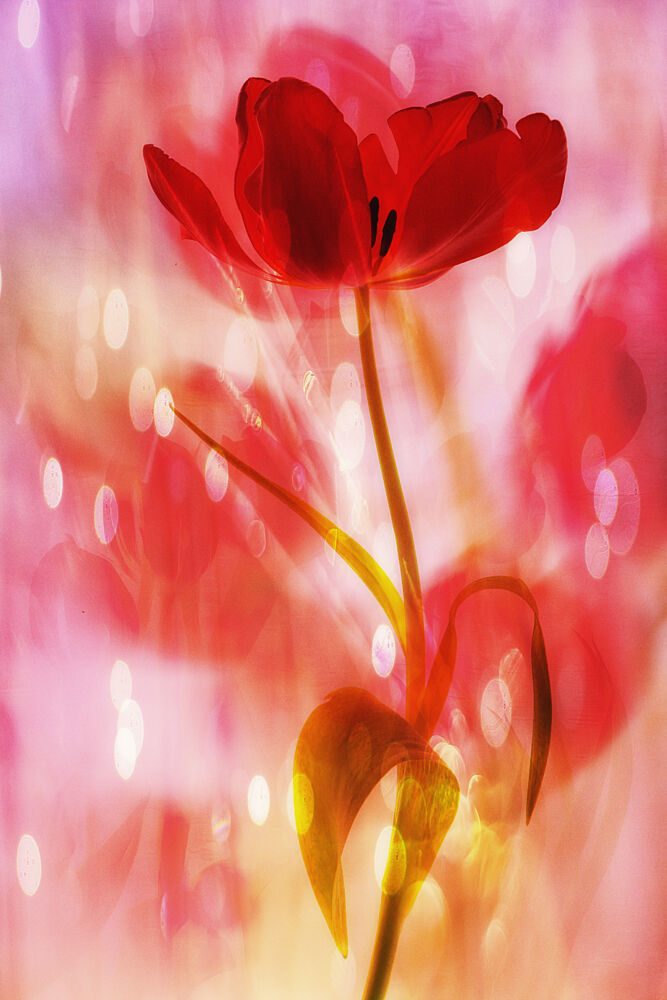 Dreamy Red Tulip art print by Hilda van der Lee for $57.95 CAD