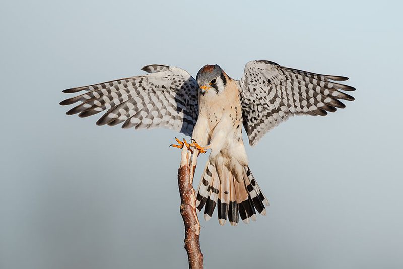 American Kestrel Spreading Wings art print by Johnny Chen for $57.95 CAD