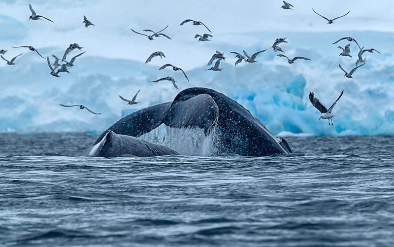 Wild Whale Arctic Waters art print by Jiahong Zeng for $57.95 CAD