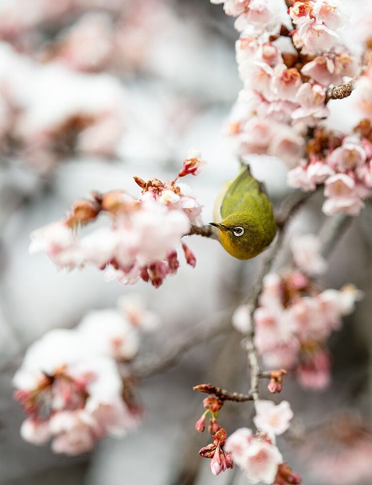 Green Bird Cherry Blossoms art print by Satoshi Sakai for $57.95 CAD
