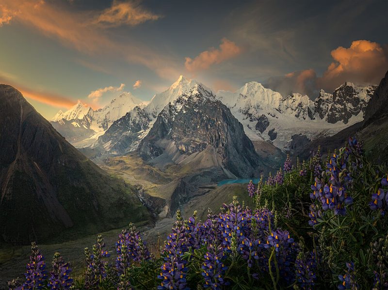 Lupine Mountain Sunset art print by Ruiqing P. for $57.95 CAD