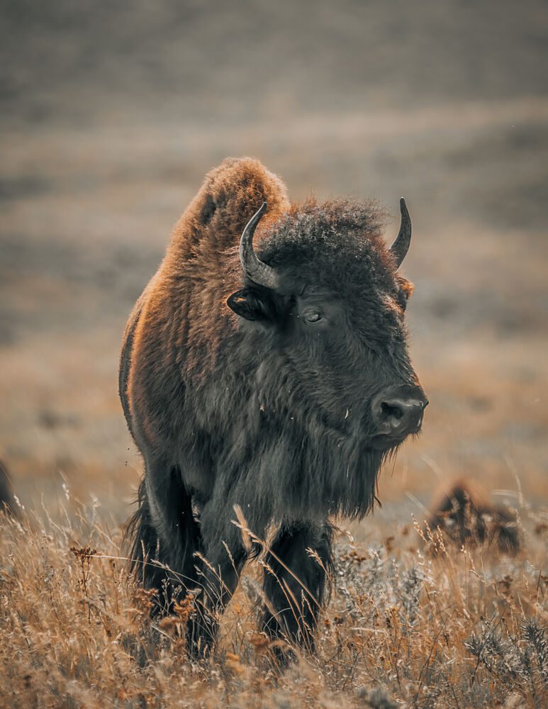 Majestic American Bison art print by Alex Zhao for $57.95 CAD