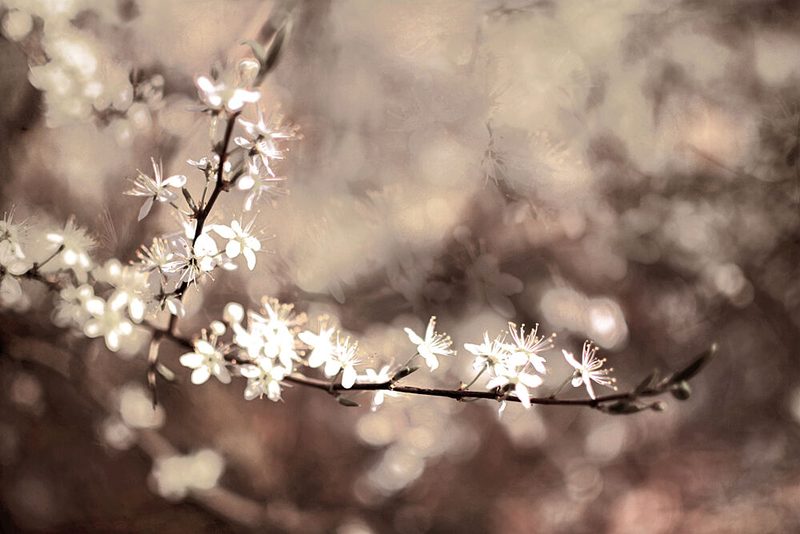Delicate Branch Blooms art print by Christina Sillen for $57.95 CAD