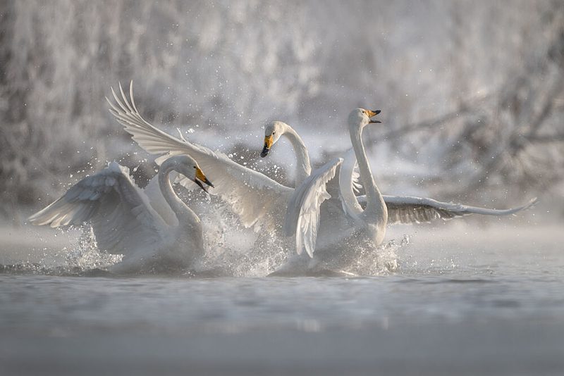 Splashing Winter Swans art print by Olga Rudchenko for $57.95 CAD