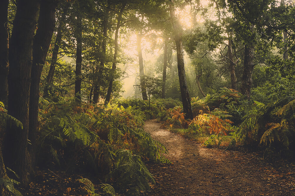 Enchanted Forest Path art print by Hilda van der Lee for $57.95 CAD